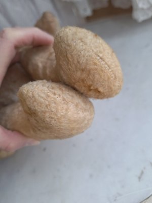 画像11: フレンチテディベア