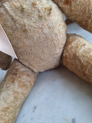 画像16: フレンチテディベア