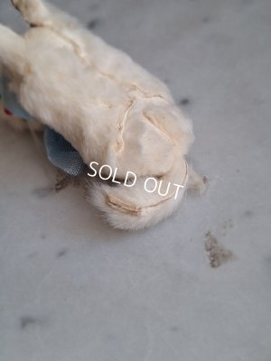 画像13: バスケット付猫