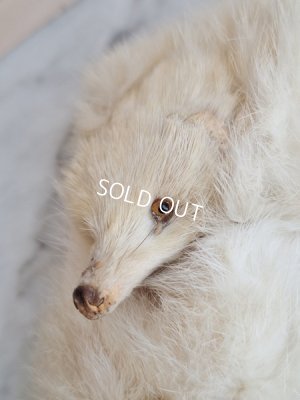 画像4: フォックスマフラー