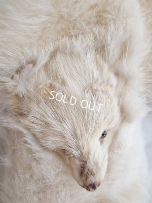 画像5: フォックスマフラー