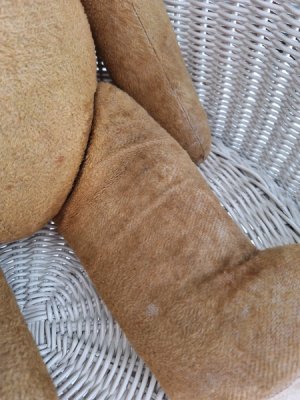 画像24: フレンチテディベア