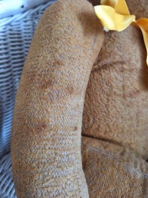 画像14: フレンチテディベア