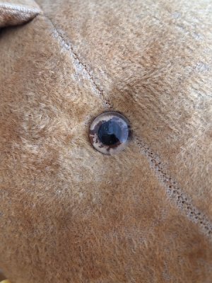 画像6: フレンチテディベア