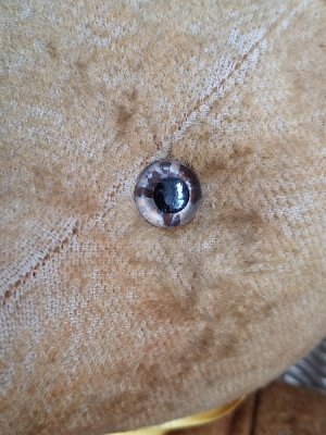 画像5: フレンチテディベア