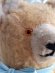 画像4: アンティークテディベア