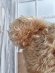 画像7: アンティークモヘアテディベア