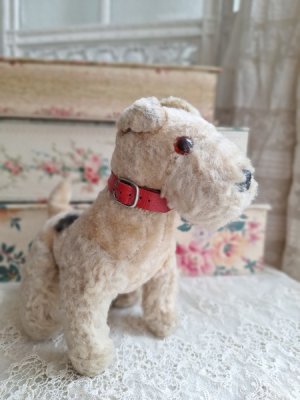 steifffoxterrier