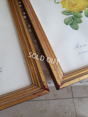 画像10: ルドゥーテローズ画セット