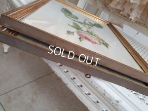 画像15: ルドゥーテローズ画セット