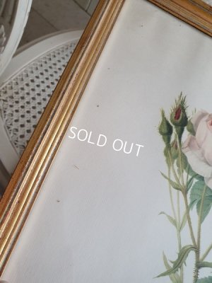 画像18: ルドゥーテローズ画セット