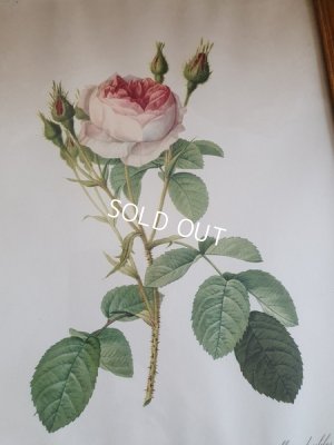 画像3: ルドゥーテローズ画セット