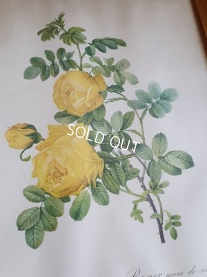 画像6: ルドゥーテローズ画セット