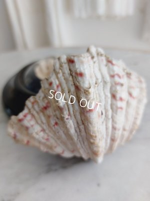 画像10: ナポレオン三世エンジェルメダイヨン