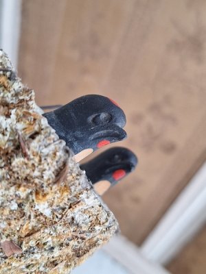 画像3: 木製ツバメの巣セット