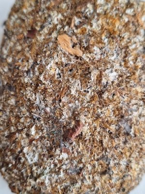 画像15: 木製ツバメの巣セット