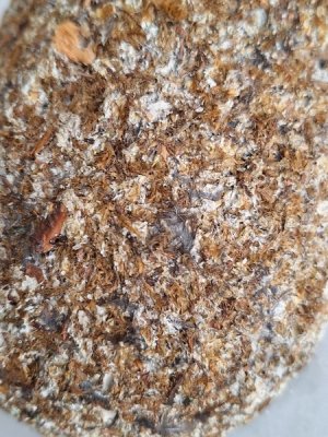 画像5: 木製ツバメの巣セット