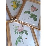 画像: ルドゥーテローズ画セット