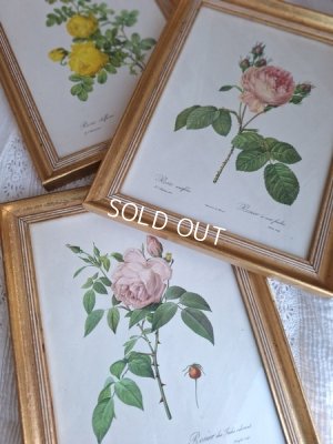 pierrejosephredoutéroses