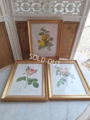 画像18: ルドゥーテローズ画セット