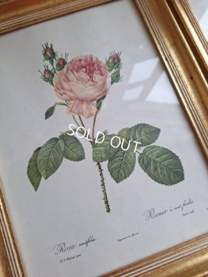 画像4: ルドゥーテローズ画セット