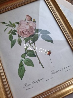 画像3: ルドゥーテローズ画セット