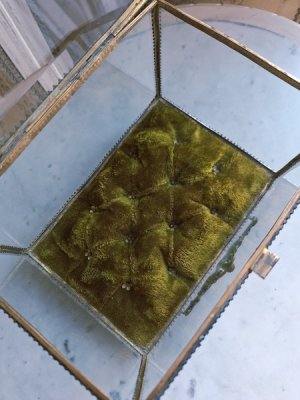 画像7: マリエクッション付ガラスケース