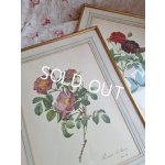 画像: ルドゥーテローズ画セット