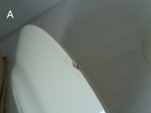 画像6: HBCM花かご柄プレート（SYLVIE）