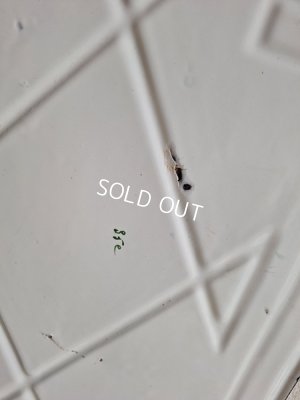 画像9: Japyイエロー勿忘草柄レードルラック