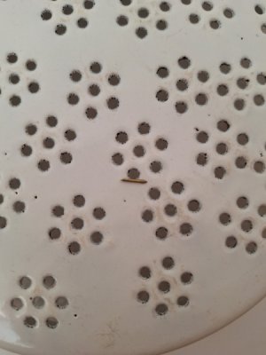 画像8: BBホワイトローズガーランドフロマージュツール