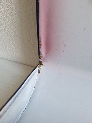 画像13: Japyピンクぼかしローズとパンジー柄レードルラック