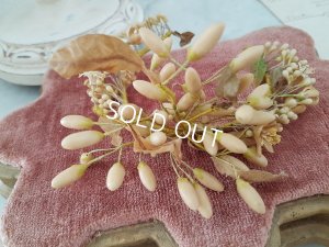 画像6: ワックスフラワー