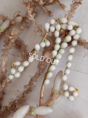 画像6: グローブドマリエワックスフラワーブーケ