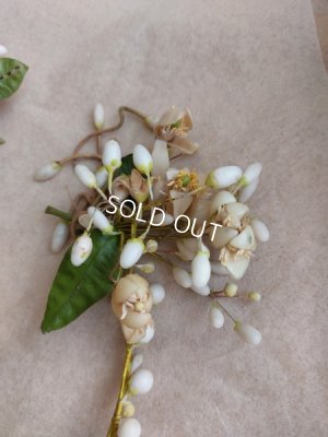 画像8: アンティークマリエワックスフラワーティアラ