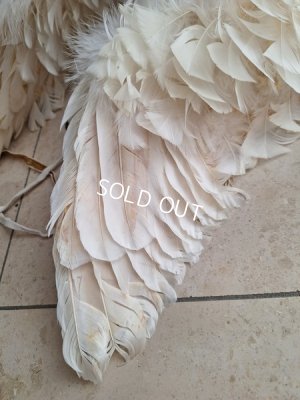 画像16: アンティークエンジェルウィング