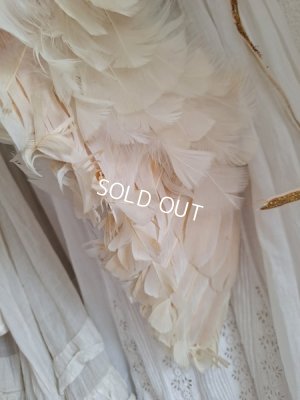 画像20: アンティークエンジェルウィング