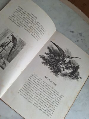 画像11: Les Oiseauxアンティーク小鳥図鑑