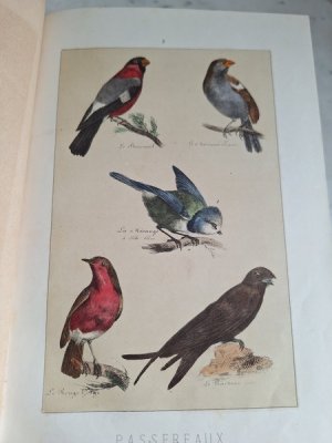 画像8: Les Oiseauxアンティーク小鳥図鑑