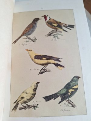 画像9: Les Oiseauxアンティーク小鳥図鑑