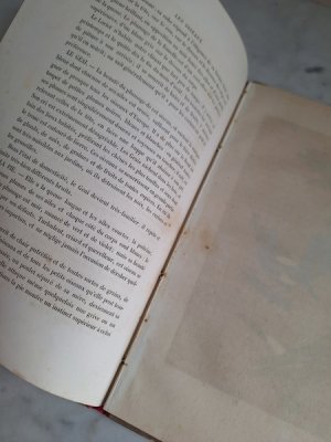 画像24: Les Oiseauxアンティーク小鳥図鑑