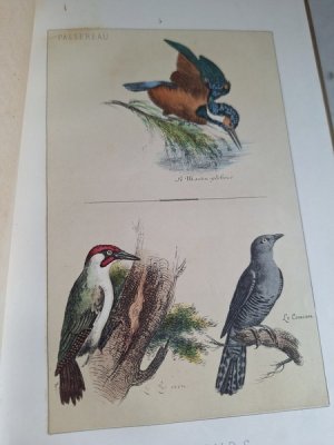 画像13: Les Oiseauxアンティーク小鳥図鑑