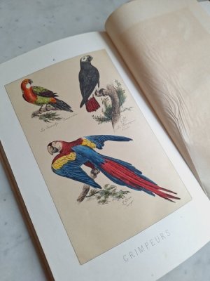 画像12: Les Oiseauxアンティーク小鳥図鑑