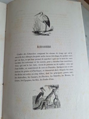 画像6: Les Oiseauxアンティーク小鳥図鑑