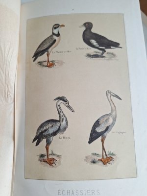 画像10: Les Oiseauxアンティーク小鳥図鑑