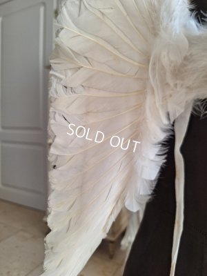 画像17: アンティークチャイルドエンジェルウィング