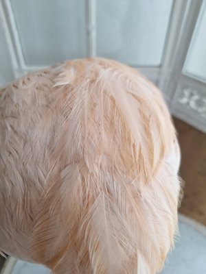 画像4: アンティークフェザーハット