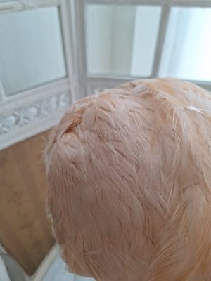 画像5: アンティークフェザーハット