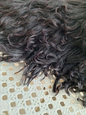 画像4: アンティークブラックパジャマドッグ