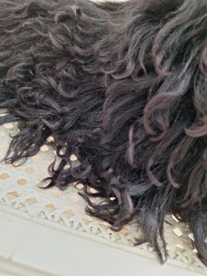 画像10: アンティークブラックパジャマドッグ